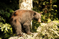 British Columbia Wildlife