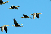 White-fronted geese