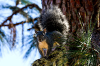 Silver Gray Squirrel