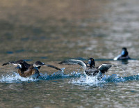 Ring-necked ducks