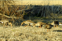 White-fronted geese