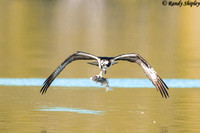 Osprey with carp