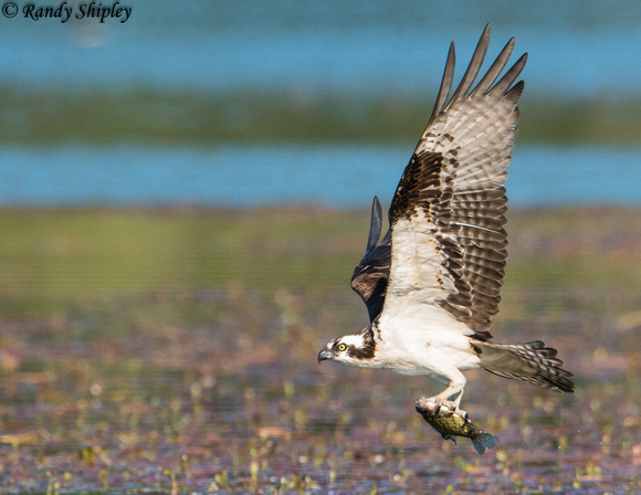 Osprey with crappie