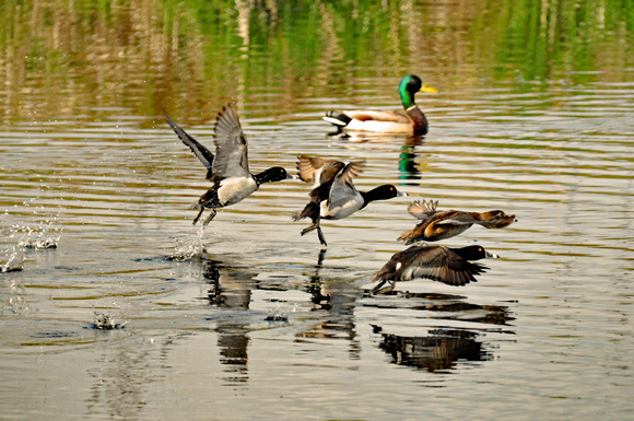 Ring-necked ducks