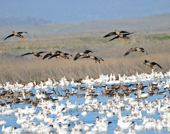 White-fronted geese