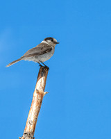 Gray Jay