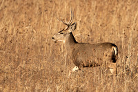 Bosque Mule Deer