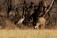 Bosque Mule Deer