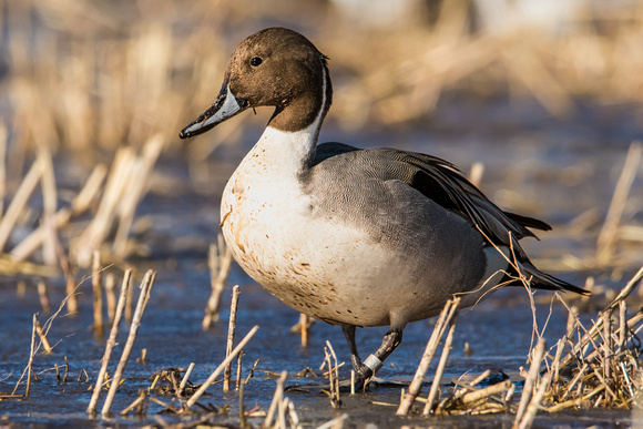 Banded Pintail