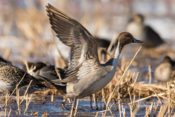 Banded Pintail