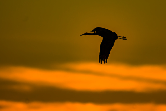 Sunrise Sandhill Crane