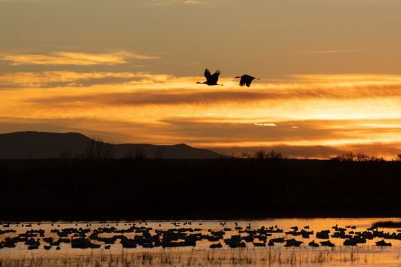 Sunrise Sandhill Cranes