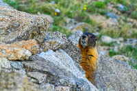 Yellow-Bellied Marmot