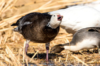 Dark morph snow goose