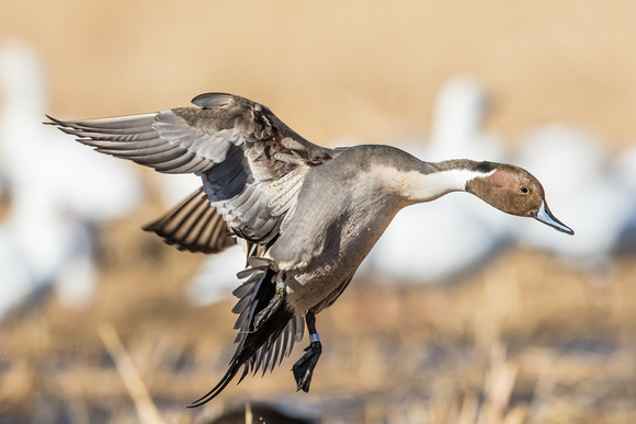 Double Band Pintail