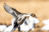 Double Band Pintail