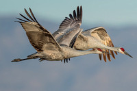 Bosque Sandhill Cranes
