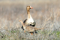 Hen Pheasant & Whitefronted Goose