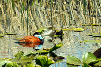 Ruddy Duck