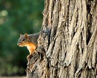 Fox Squirrel