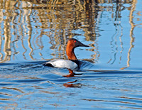 Canvasback 1
