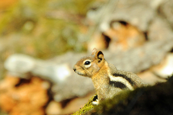 Golden-Mantled Ground Squirrel