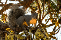 Silver Gray Squirrel