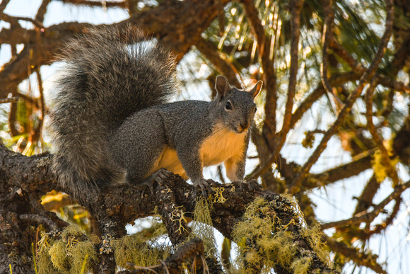 Silver Gray Squirrel