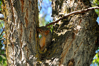 Fox Squirrel