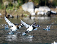 Ring-necked ducks