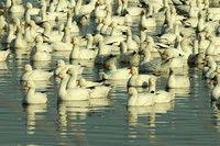 Banded Ross's Goose