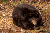 Black Bear and cub