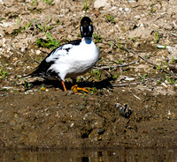Common Goldeneye