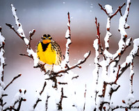 Western Meadowlark