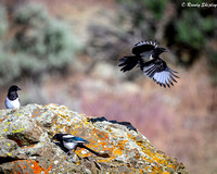 Black-Billed Magpie