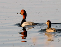 Redheads