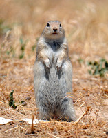 Belding Ground Squirrels