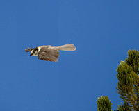 Gray Jay