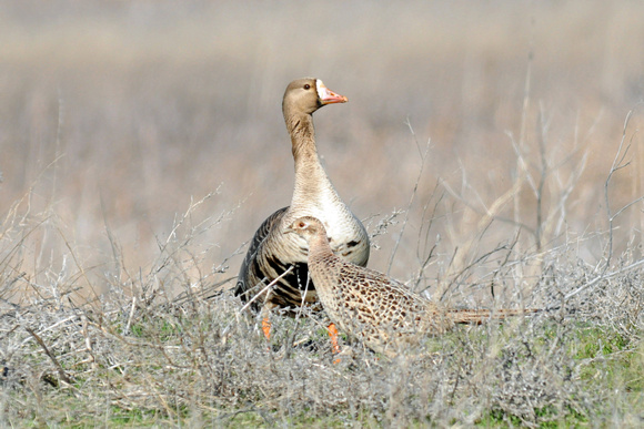 Hen Pheasant & Whitefronted Goose