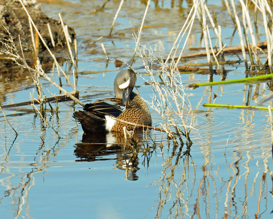 Bluewing Teal
