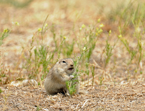 Belding ground squirrel