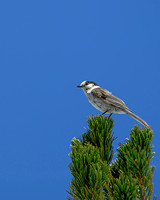 Gray Jay