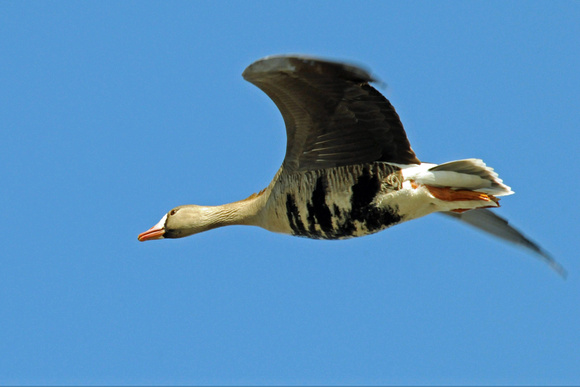 White-fronted geese
