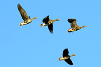 White-fronted geese