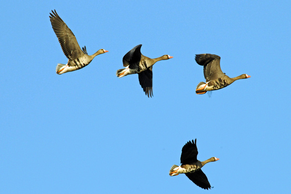 White-fronted geese
