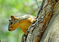 Fox Squirrel