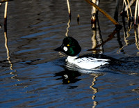 Common Goldeneye