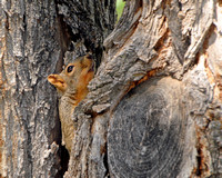 Fox Squirrel