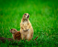 Black-Tailed Prairie Dog