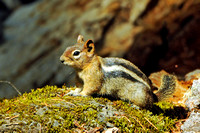 Golden-Mantled Ground Squirrel